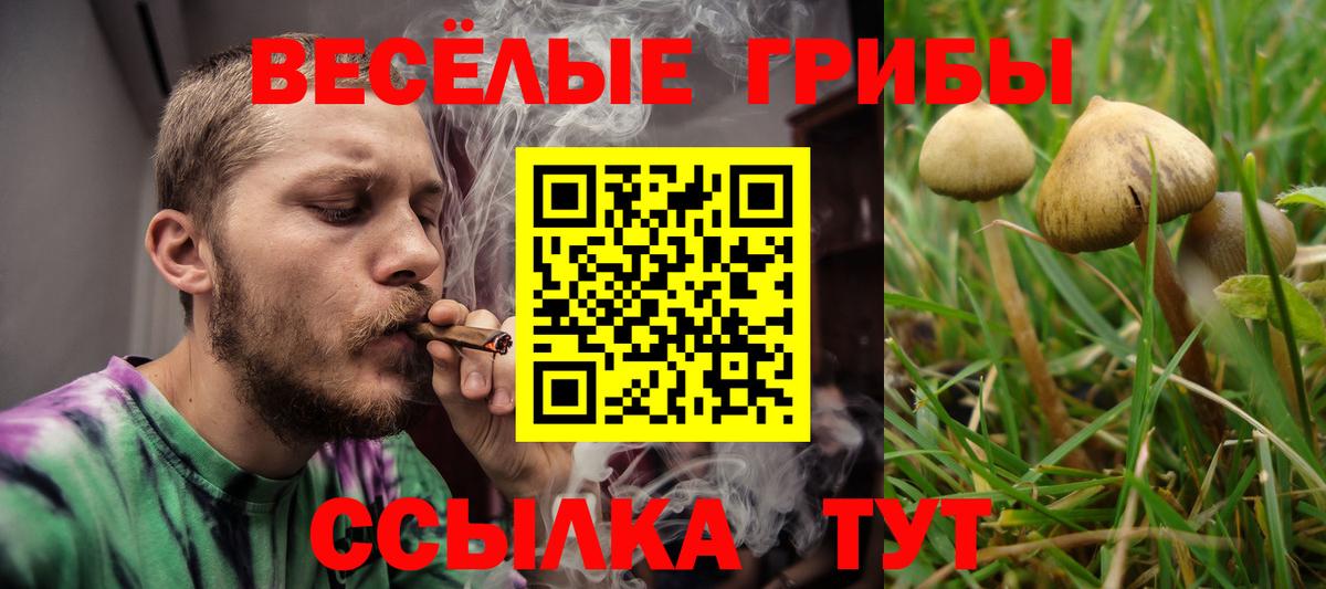 Сорочинск  Галлюциногенные грибы Psilocybe  Вход с VPN 
